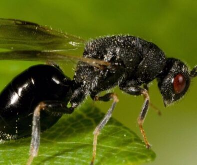 Granada.- Declarada oficialmente la plaga de la avispilla del almendro tras detectarse en zonas de Orce, Galera y Cúllar