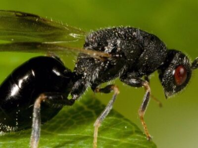 Granada.- Declarada oficialmente la plaga de la avispilla del almendro tras detectarse en zonas de Orce, Galera y Cúllar