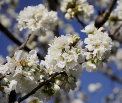 Foto cerezos