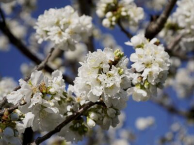Foto cerezos