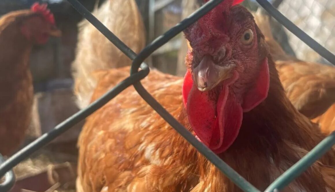 imagen-archivo-gallina_104