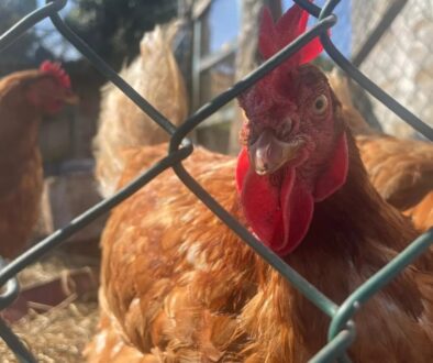 imagen-archivo-gallina_104