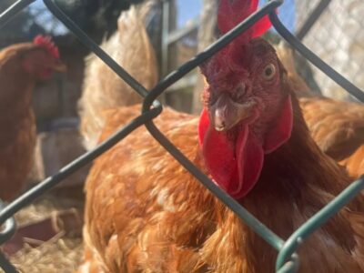 imagen-archivo-gallina_104