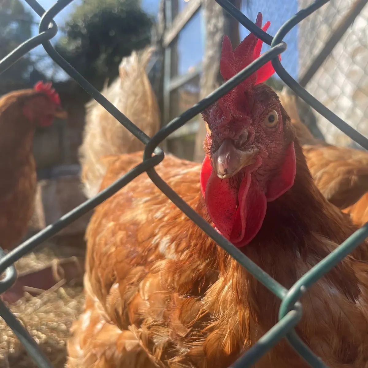 imagen-archivo-gallina_104